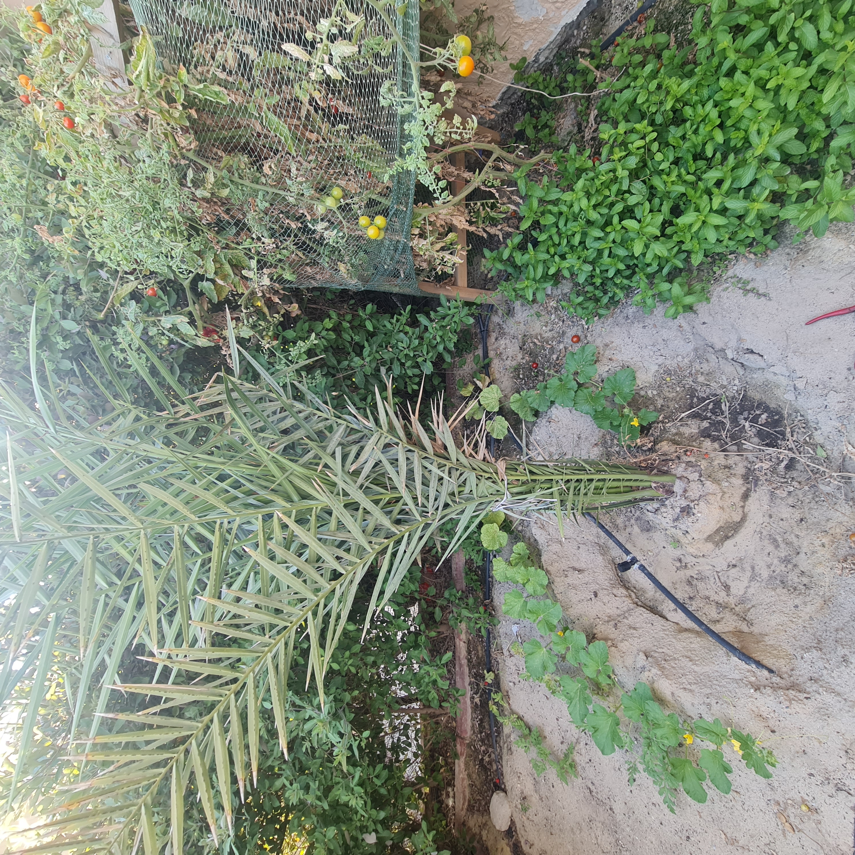 نخيل