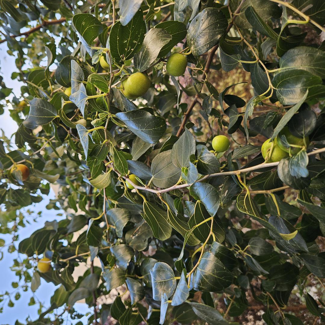 ملاحظة - 2024-02-01