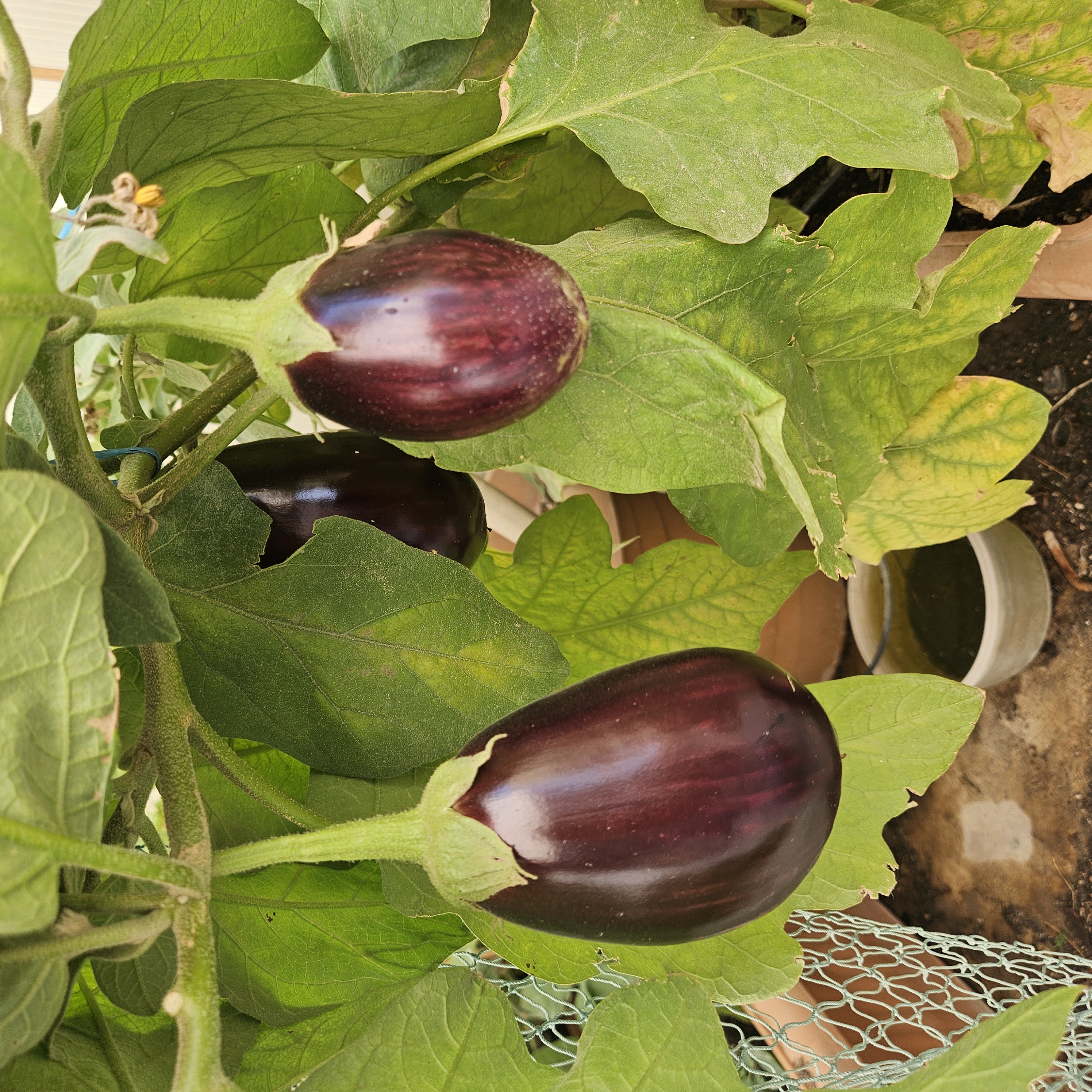ملاحظة - 2025-02-04