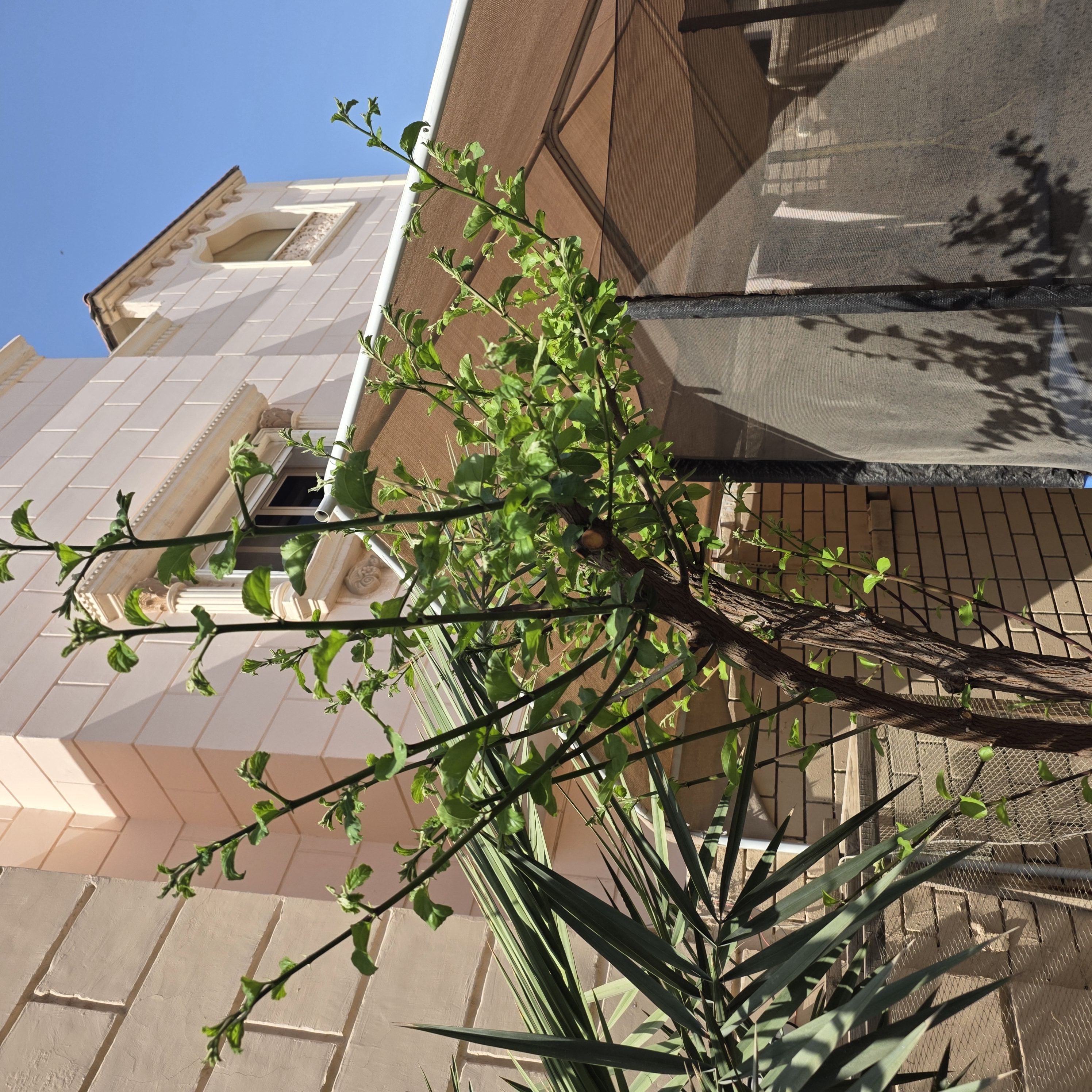 سدر كويتي
