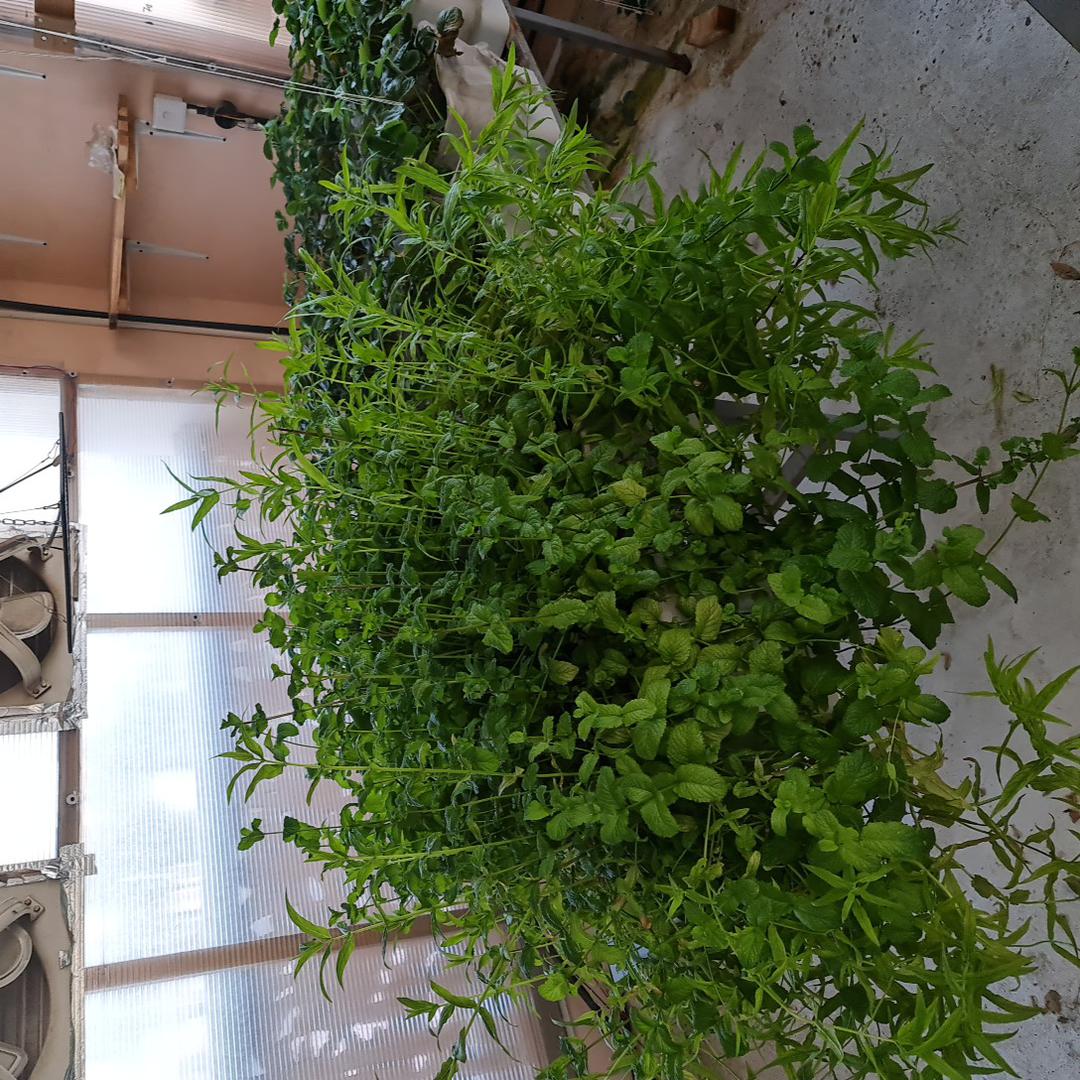 ملاحظة