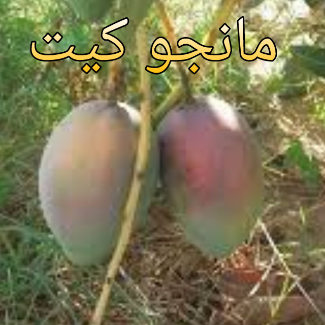 كيت