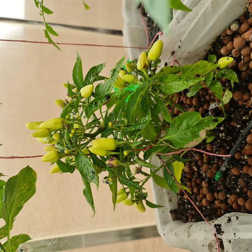 تايلندي اصفر
