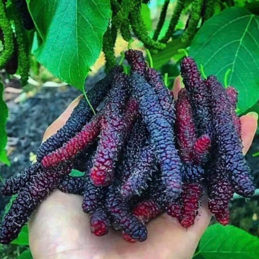 توت